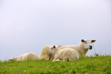 Sheep in field in Friesland, Netherlands 