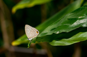 Hong Kong beautiful bug