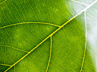 green nature background