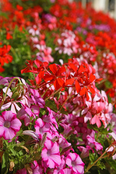 Géranium lierre rouge