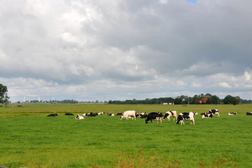 Fototapeta premium cows in field in Friesland, Holland