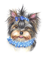 Yorkshire Terrier Girl with a bow, watercolor.