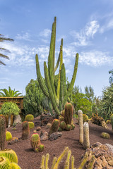 Fototapeta na wymiar Sommerliche Szene auf den Kanarischen Inseln im Jahr 2016, die zeigt riesige Kaktus-Vielfalt in verschiedenen Formen, Größen und Längen.