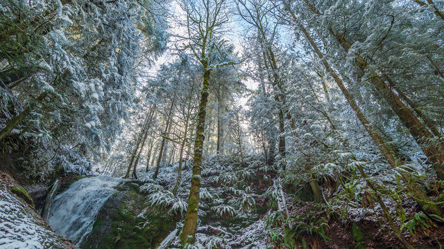 Fototapeta Forest waterfall in the winter time. Coal creek falls, Issaquah, Washington State, USA