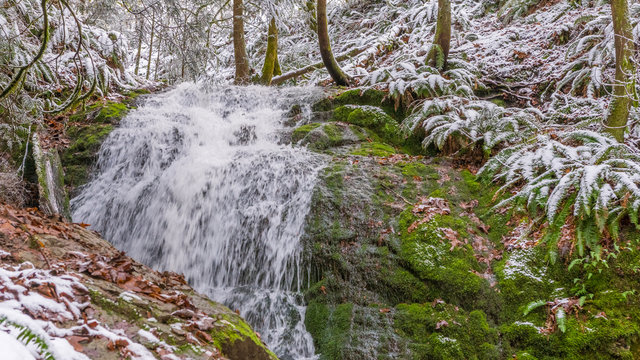 Fototapeta Forest waterfall in the winter time. Coal creek falls, Issaquah, Washington State, USA