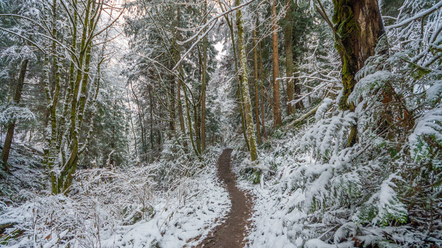 Fototapeta A path in the thick winter forest. Coal creek falls, Issaquah, Washington State, USA