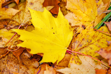 view of multicolored foilage