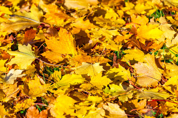 view of multicolored foilage