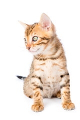 Portrait of an adorable little kitten bengal breed on a white ba