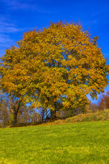 Naklejka premium view of a tree and foilage