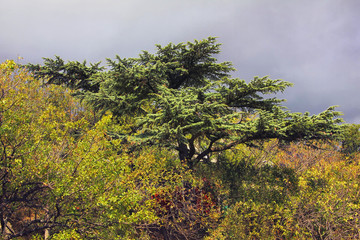 Conifer tree towering above the bushes