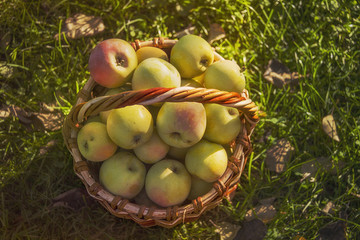 basket of apples on the grass, view from above