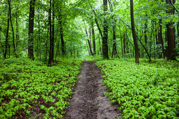 The path in a green summer forest