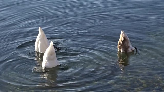 Schw&auml;ne beim Fr&uuml;hst&uuml;ck