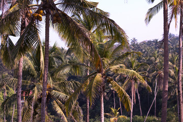 Fototapeta na wymiar пальмы