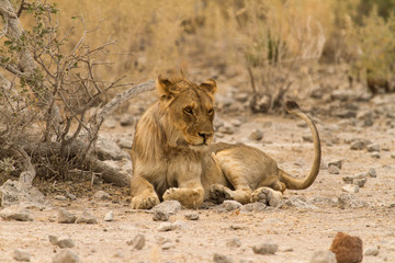 Löwe im Etosha Nationalpark