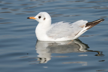 Black-headed Gull (Chroicocephalus ridibundus) on a Lake
