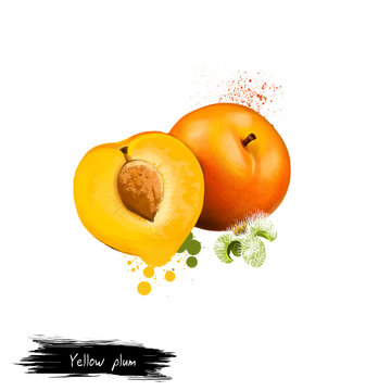 Yellow plum fruit isolated on white. Digital art watercollor illustration. Mirabelle plum or prune edible drupaceous fruit of mirabelle plum tree, cultivar of tplum tree of genus Prunus.