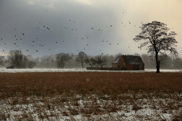 Ptaki nad zniszczonym domem w polach zimą.