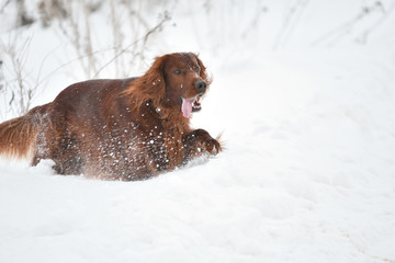 Dog breed Irish Red setter