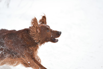 Dog breed Irish Red setter