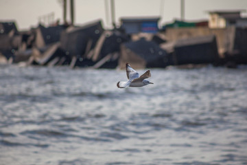 seagull soaring over the water with details from the port of Pot