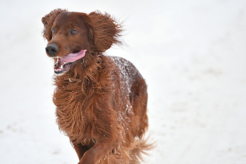 Dog breed Irish Red setter