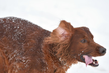 Dog breed Irish Red setter