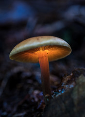 Glowing mushroom