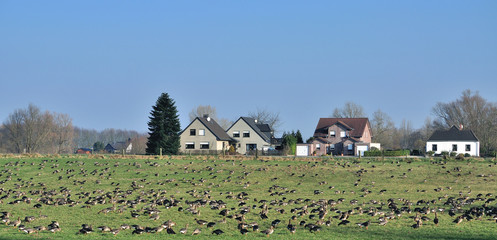 überwinternde Blässgänse (anser albifrons) am Niederrhein,NRW,Deutschland