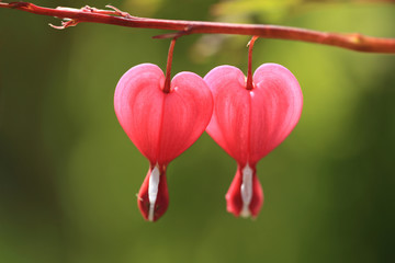 Красные сердечки на веточке, цветок дицентра, фон для праздника Валентинов день.