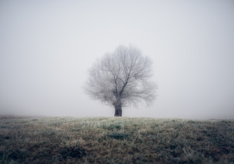 Alone in the fog