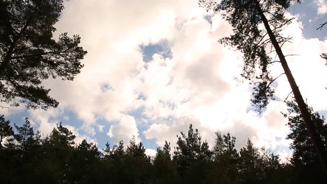Dramatic sky in the forest in England 