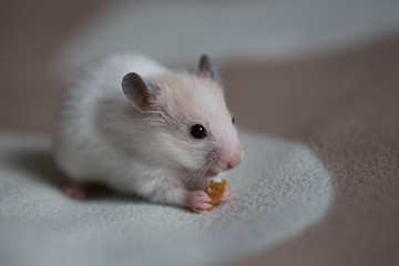 hamster gnaws food, hamster on a light background