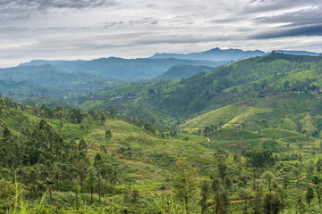 Naklejka na ściany i meble Sri Lanka: highland tea fields next to Nuwara Eliya 