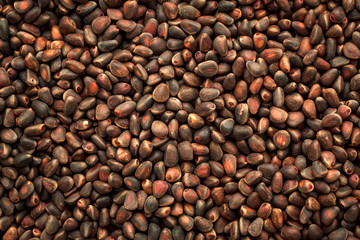 Pine nuts and cones.