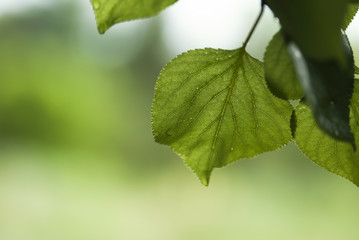 Apricot Leaf