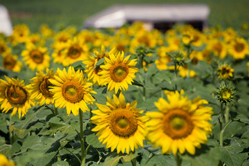 sunflowers