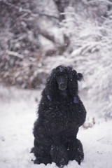 black standart poodel and winter