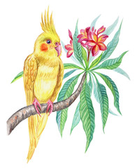 Yellow parrot cockatiel on a branch of frangipani. Drawing watercolor.
