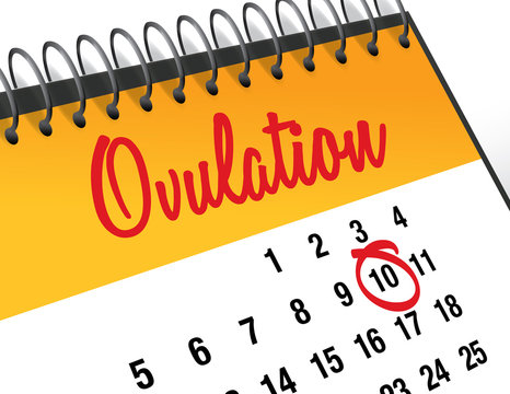 Ovulation Day Mark On Calendar, Vector Illustration