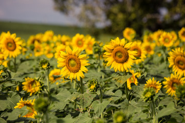Fototapeta premium Closeup sunflowers garden
