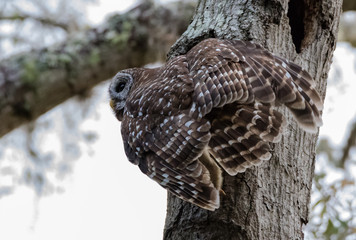 BARRED OWL