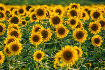 Obraz premium Round yellow blooming sunflowers at sunset. Beautiful natural sunflower backrgound