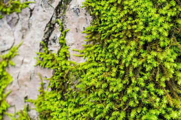 Beautiful moss and lichen covered wood