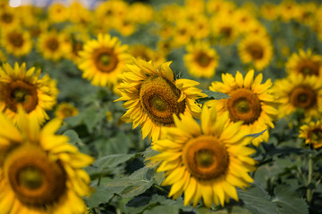 Closeup sunflowers garden
