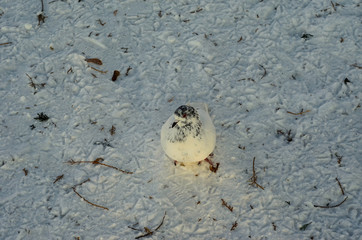 Pigeon on a snow in a park