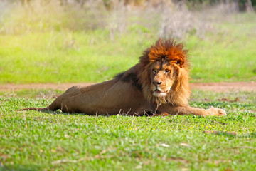 Closeup picture of a male lion resting in the grass