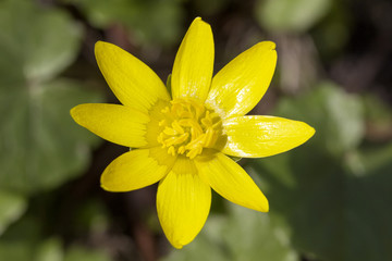 Single yellow  spring flower Anemone hepatica in the garden