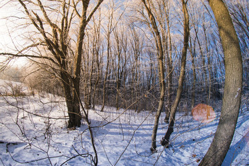 Fototapeta premium The forest in the snow on a winter evening